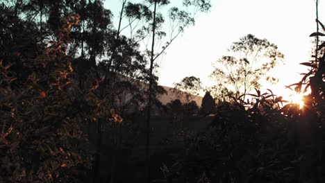 Ikonischer-Schuss-Der-Sonne,-Die-Durch-Grünes-Frisches-Gras-Scheint,-Machachi,-Ecuador