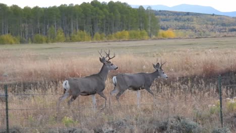 Two-mule-deer-bucks-are-spooked-in-a-field-with-a-fence-in-the-foreground