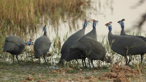 Close-up-of-a-flock-of-guinea-fowl-at-the-water's-edge,-Khwai-River-Botswana