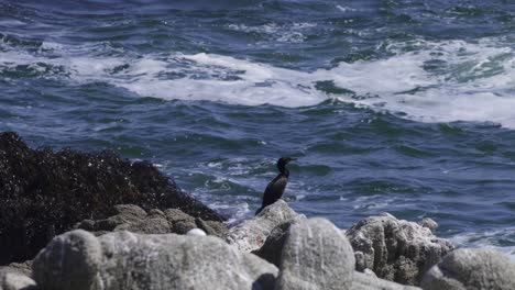 Neotropic-Cormorant-Perching-On-Rock-With-Waves-Crashing-In-Background