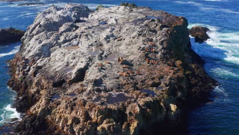 Luftaufnahme-Von-Seelöwen,-Die-Auf-Einer-Kleinen-Felseninsel-Im-Pazifischen-Ozean-In-Chiloe,-Chile,-Ruhen