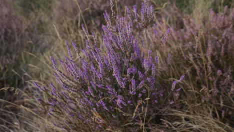 View-Of-Purple-Heather-Wild-Plant-Gently-Swaying-In-Wind