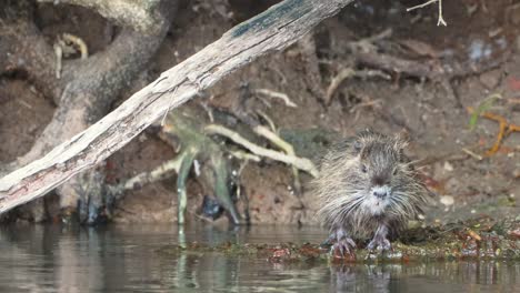 Single-Nutria--cleaning-before-swimming-in-river