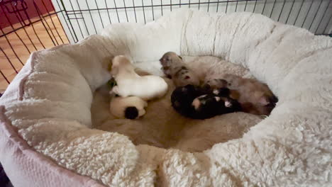 Newborn-puppies-in-their-bed-in-a-cage