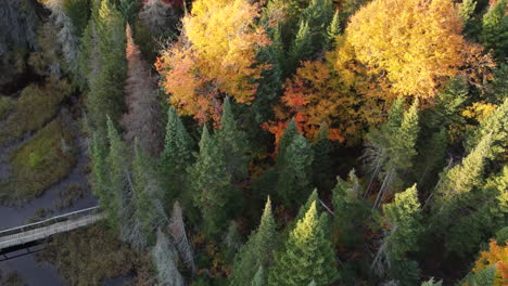 Aerial-Dolly-Over-Autumnal-Forest-Trees-At-Algonquin-Provincial-Park-Trees