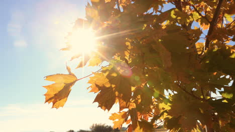 Sun-Reflecting-on-Fall-Colored-Leaves-Bozeman-Montana-4K