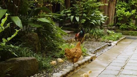 Wild-chicken-family-walking-around-lush-green-Kirishima-village,-Japan