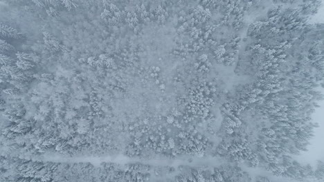 Vista-Aérea-Del-Denso-Bosque-Con-árboles-Cubiertos-De-Nieve-En-Invierno