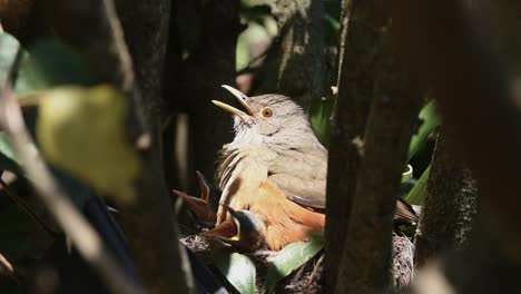 Red-bellied-thrush-bird-parents-taking-care-of-their-chicks-in-the-nest