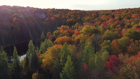 Eine-Einleitende-Luftaufnahme-Mit-Den-Goldenen-Morgensonnenstrahlen,-Die-Einen-Linseneffekt-Erzeugen,-Während-Die-Drohne-über-Die-Wunderschönen-Baumwipfel-Eines-Herbstlichen-Waldes-Fährt