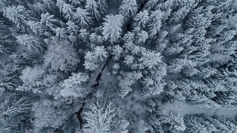 Top-down-aerial-flight-over-frozen-winter-landscape-with-snow-covered-trees-in-woods---extreme-cold-weather-conditions