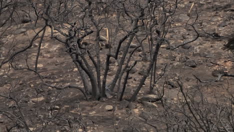 A-bird-landing-at-the-base-of-a-burnt-tree,-the-vegetation-and-natural-landscape-destroy-by-a-recent-wildfire-as-nature-begins-the-rejuvenation-process
