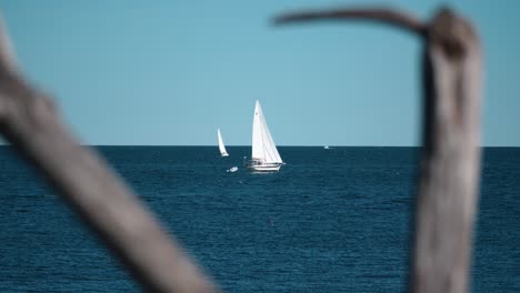 A-sailboat-slowly-sails-on-gentle-ocean-water-with-branches-in-the-foreground,-framing-the-shot