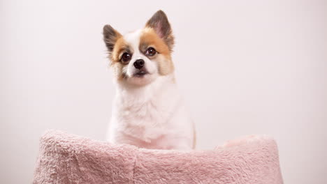 Nahaufnahme-Eines-Glücklichen-Kleinen-Hundes,-Eines-Welpen,-Der-Auf-Einem-Rosa-Teppich-Mit-Einer-Rosa-Wand-Im-Hintergrund-Liegt
