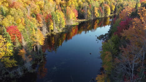 An-aerial-drone-shot-tracking-a-river-downstream-in-a-forest,-the-water-glassy-and-still-with-a-beautiful-reflection-of-the-natural-surrounding-trees-on-a-peaceful-autumn-morning