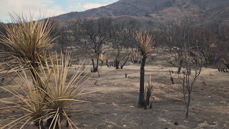 Charred-Burnt-Trees-And-Landscape-At-Hemet-In-Riverside-County