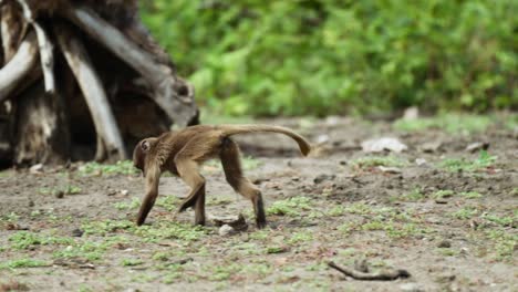 Shot-of-a-baby-monkey-doing-a-flip-while-searching-for-food-at-daytime