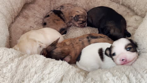 Litter-of-puppies-in-dog-bed