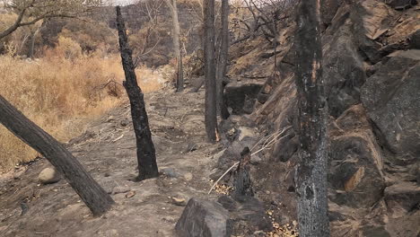 Gruppe-Verbrannter-Bäume-Und-Felsen-Nach-Brand-In-Wilder-Natur