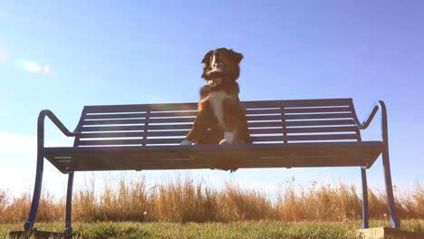 Hund,-Der-Während-Der-Goldenen-Stunde-4k-Videos-Auf-Der-Bank-Sitzt