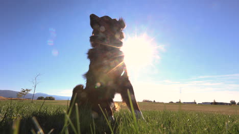 Puppy-Sitting-in-a-Grass-Field-on-a-Sunny-Day-4K-Footage