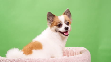 Portrait-of-the-cute-fluffy-puppy-of-pomeranian-spitz