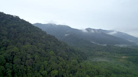 Lush-Tropical-Rainforest-Trees-In-Ipoh-Malaysia-On-A-Misty-Day---drone-ascending