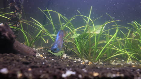 Gourami-Fish-Eating-in-a-Live-Aquarium-4K