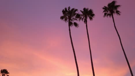 Silhouette-palm-trees-against-purple-sky-with-miami-vibes-3