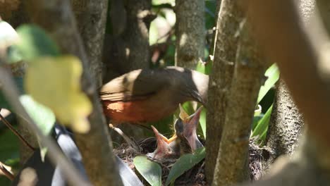 Rotbauchdrosselvogel,-Der-Küken-Ein-Hundefutterkorn-Füttert