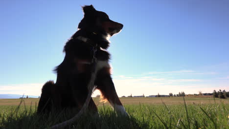 Hund,-Der-Während-Der-Goldenen-Stunde-In-Montana-4k-Auf-Dem-Feld-Sitzt