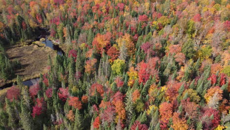 Luftaufnahme-Der-Herbstfarben-An-Den-Bäumen-Des-Algonquin-Provincial-Park