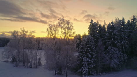 Stunning-aerial-dolly-riser-over-frozen-trees-in-wilderness,-snowy-winter-landscape-with-golden-sunset-on-horizon