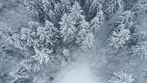 Kiefern-Im-Wald,-Die-Im-Winter-Mit-Schnee-Bedeckt-Sind