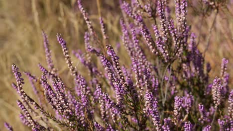 Purple-Heather-Wild-Plant-Swaying-In-Wind