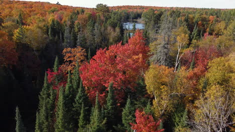 Forwards-fly-above-colourful-fall-nature-with-lake-in-vast-forest