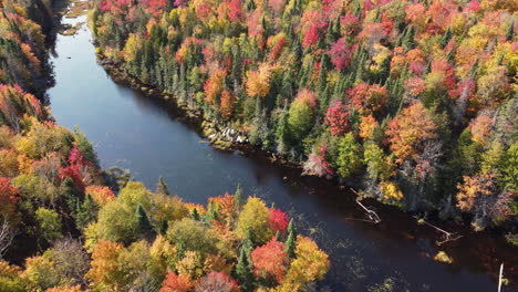Gelbe,-Orange-Und-Rote-Herbstfarben-Unberührter-Waldkronen-Neben-Dem-Fluss