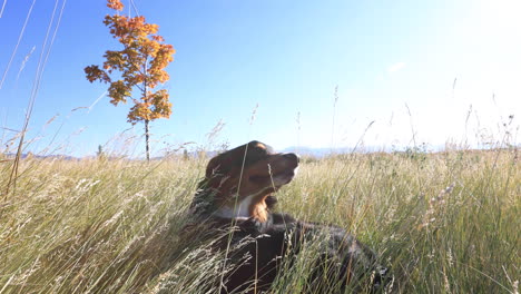 Australischer-Schäferhund,-Der-Auf-Einem-Hohen-Feld-In-Bozeman-Montana-4k-Liegt