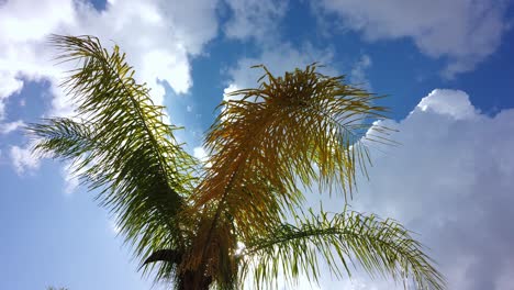 Direktes-Sonnenlicht-Unter-Einer-Schattigen-Palme