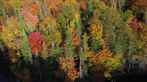 Aerial-View-Of-Fall-Colours-At-Algonquin-Provincial-Park