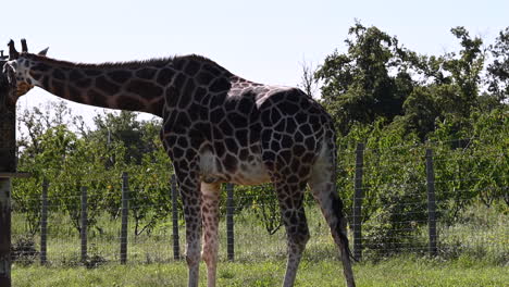 Eine-Giraffe-Frisst-Stroh,-Sonniges-Feld-Und-Bäume-Eines-Zoologischen-Parks