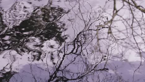 A-slow-motion-of-water-waves-with-a-tree-reflection-in-Devon,-UK
