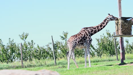 A-giraffe-in-a-grassy-field-eats-straw-on-a-pole-perch,-zoological-park