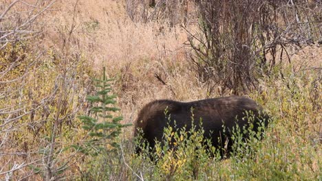 Bull-male-moose-with-head-down-behind-grasses,-smelling-or-eating,-raises-it's-head-and-lifts-upper-lip-in-the-air