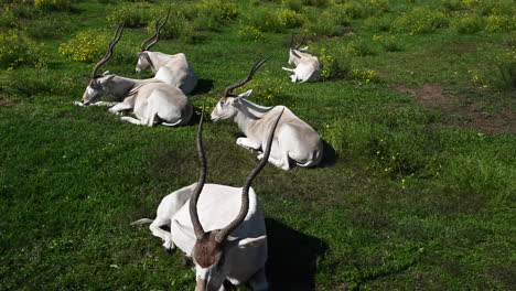 Greater-Kudu-on-a-grassy-floor,-zoological-park-in-France,-animals-for-africa