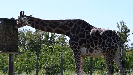 A-giraffe-catches-food-on-a-pole-perch-at-its-height,-zoological-park