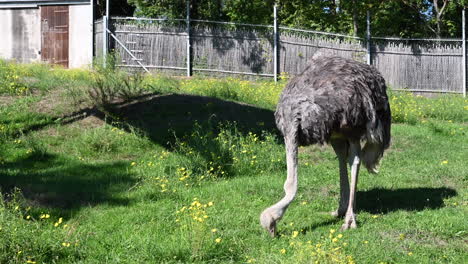 An-ostrich-pecks-on-the-grassy-ground-of-a-field-in-a-zoological-park