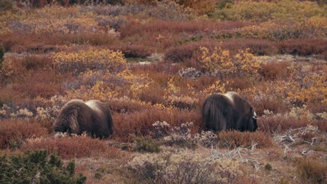 Two-Musk-Ox-Grazing-In-The-Field-During-Autumn-Season-In-Dovrefjell-sunndalsfjella-National-Park