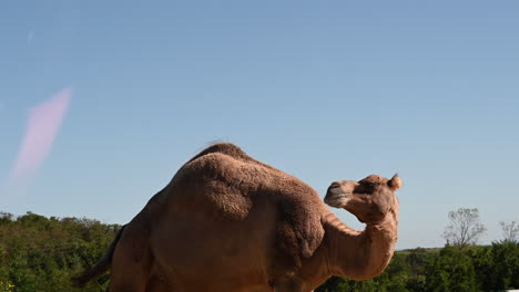 a-camel-ruminates-in-a-french-zoological-park,-blue-sky-and-green-trees