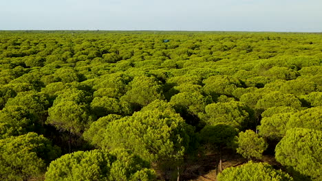 Aerial-View-Over-Dense-Parasol-Pine-Tree-Forest-Of-El-Rompido-Reaching-Into-The-Horizon